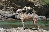 WHIPPET 020